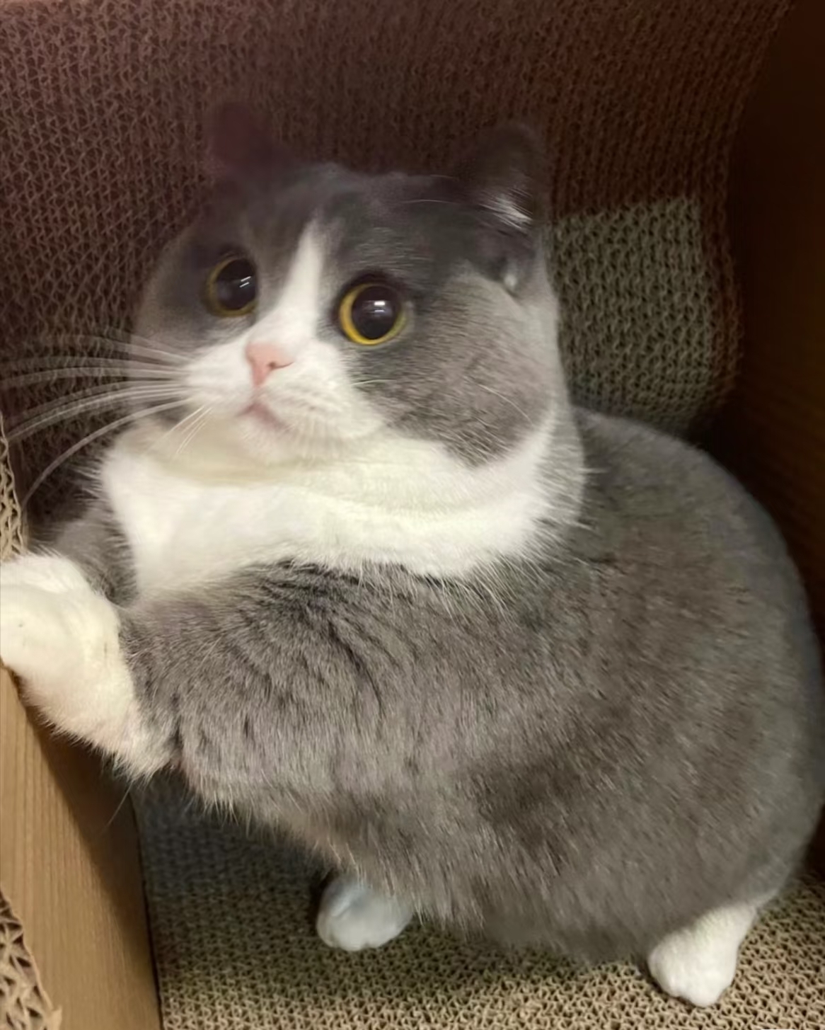 a cute cat for example a cute cat for example