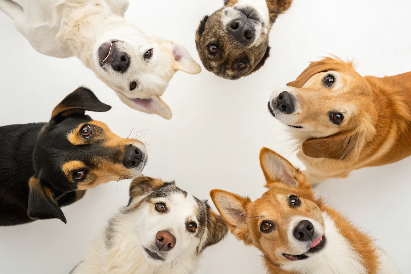 Generate Dogs in Multiple Breeds and Styles