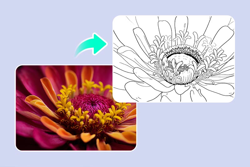 Nature&nbsp;Scenes,&nbsp;Flowers,&nbsp;and&nbsp;Mandalas