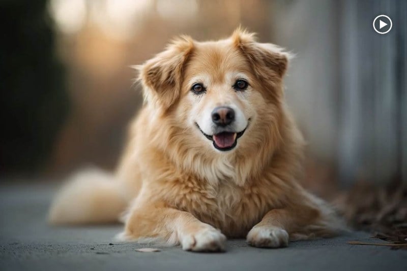Funny Family Pet Messages Funny Family Pet Messages
