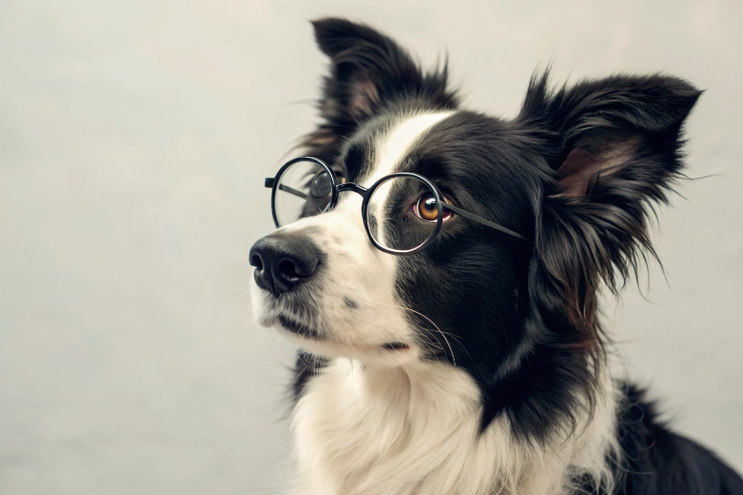 Transform Your Ideas into Custom Dog Images with AI